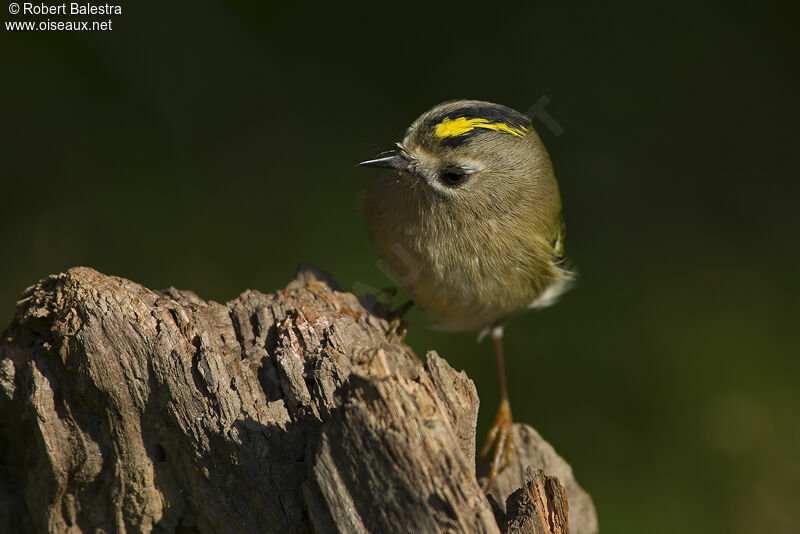 Goldcrest