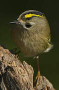 Goldcrest