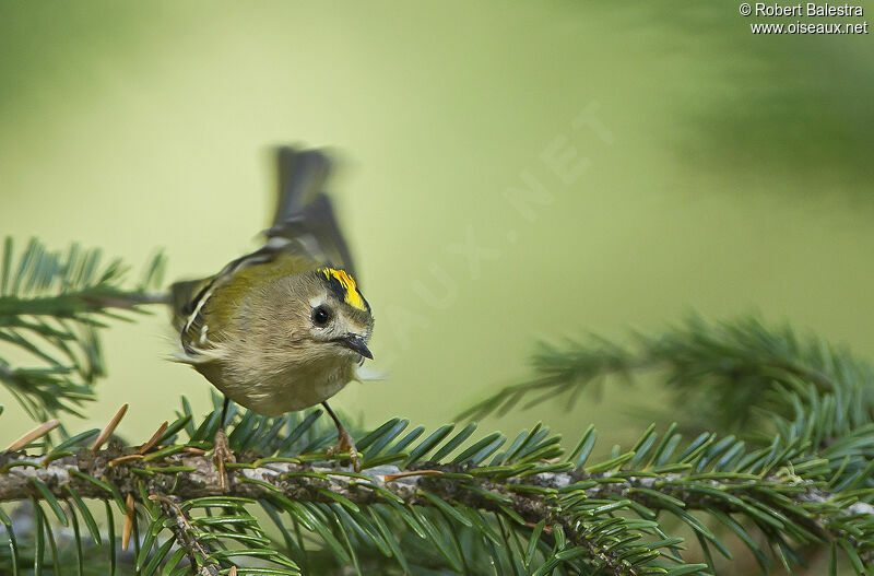 Goldcrest male adult