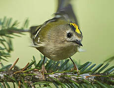 Goldcrest