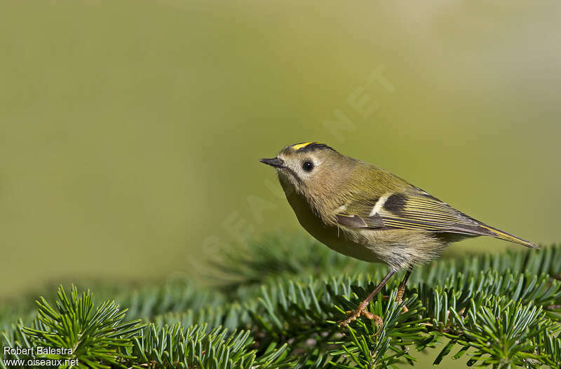 Goldcrestadult, identification