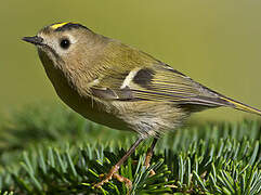 Goldcrest