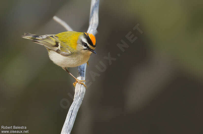 Common Firecrest male adult breeding, identification