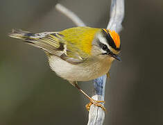 Common Firecrest