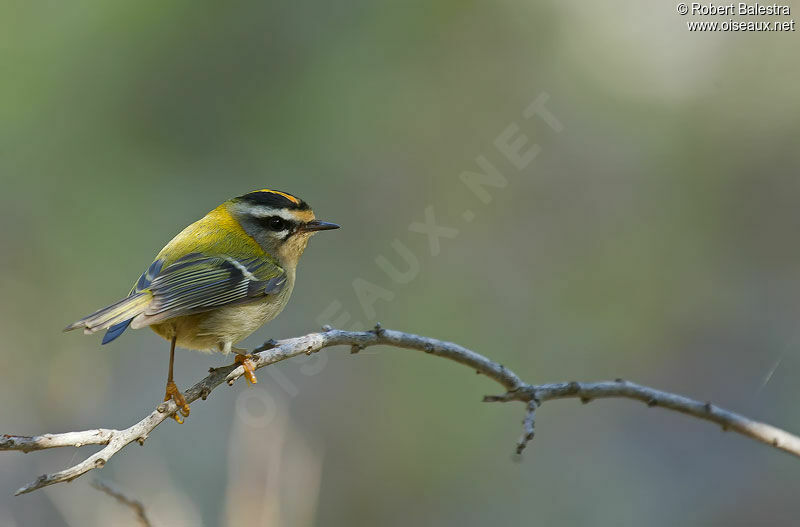 Common Firecrest male adult