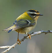 Common Firecrest