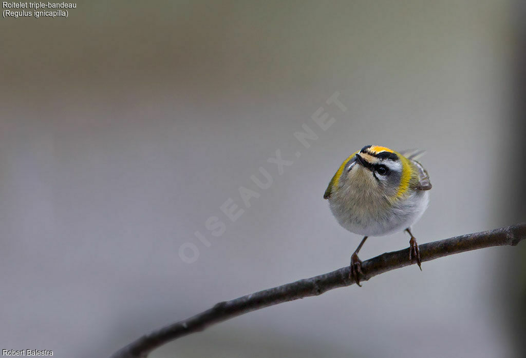 Common Firecrest male