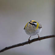 Common Firecrest