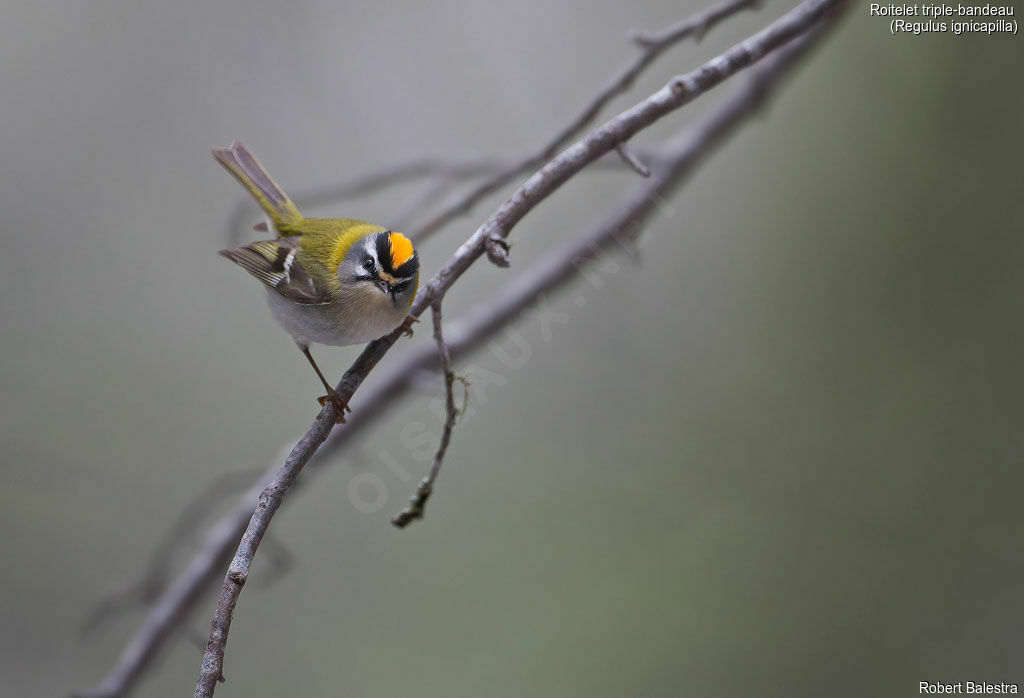 Common Firecrest male