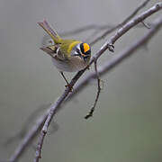 Common Firecrest