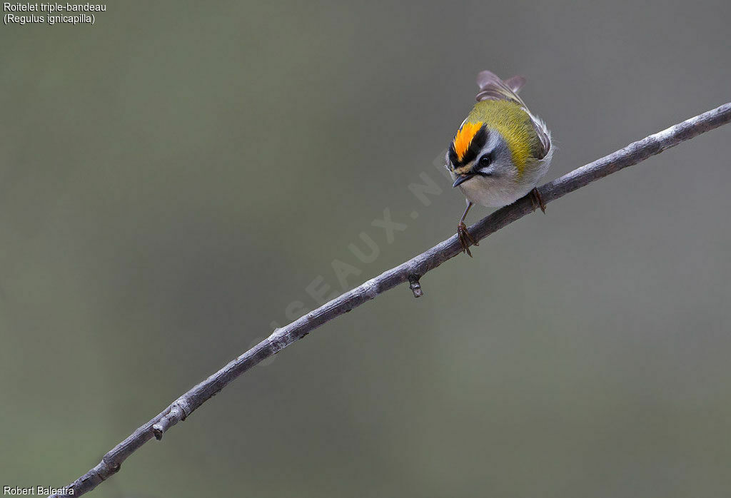 Common Firecrest male