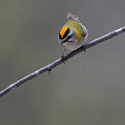 Common Firecrest