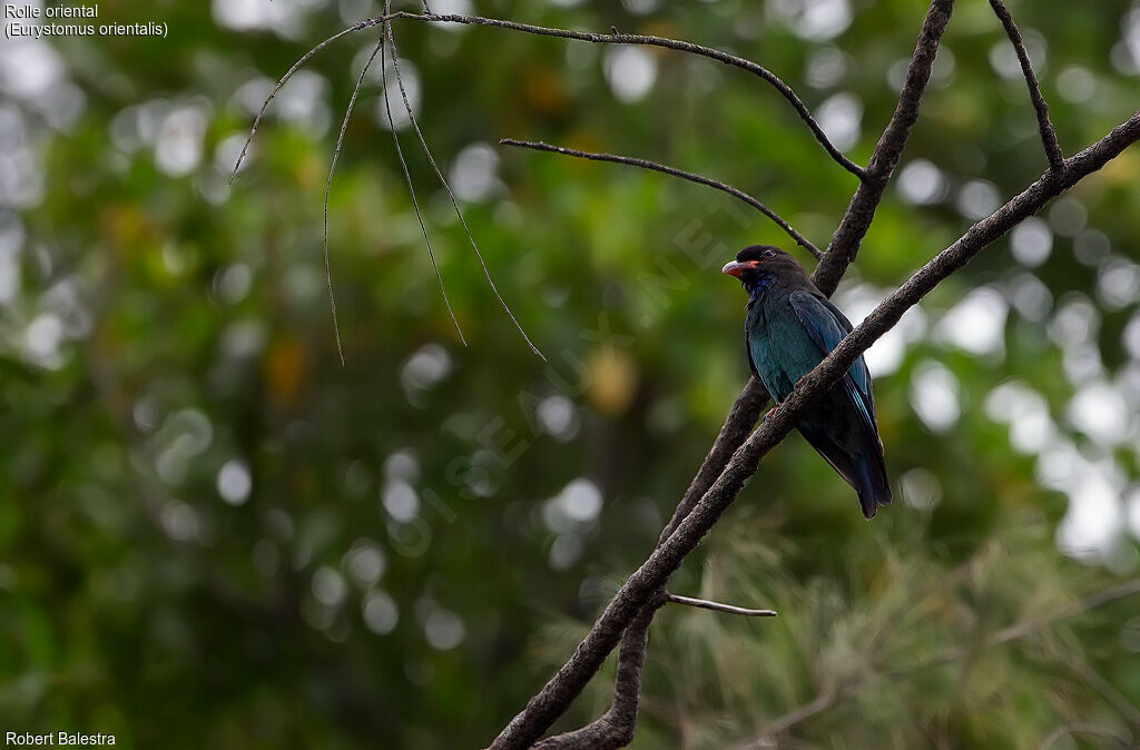 Oriental Dollarbird