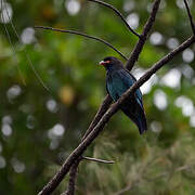 Oriental Dollarbird