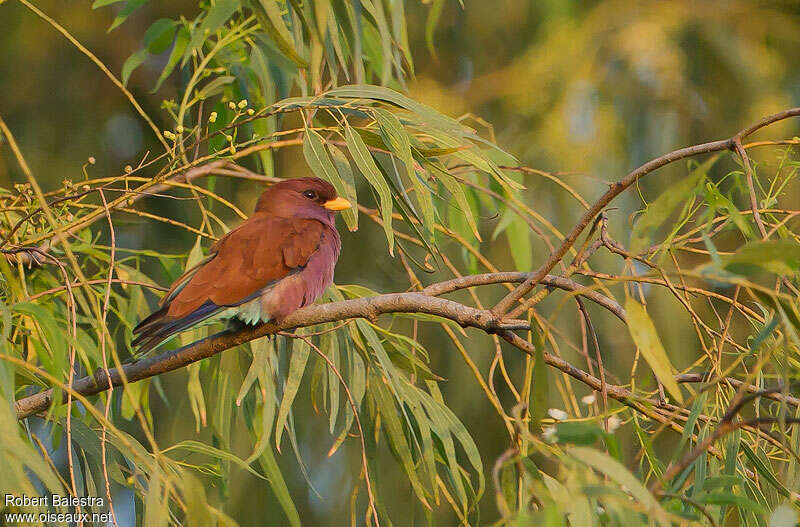 Rolle violetadulte, identification