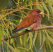 Broad-billed Roller