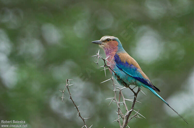 Lilac-breasted Rolleradult breeding, identification