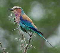 Lilac-breasted Roller