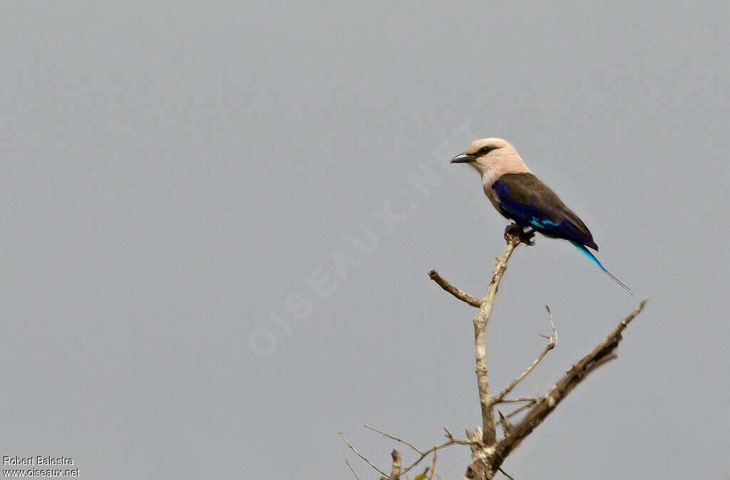 Blue-bellied Rolleradult, pigmentation, fishing/hunting