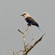 Blue-bellied Roller