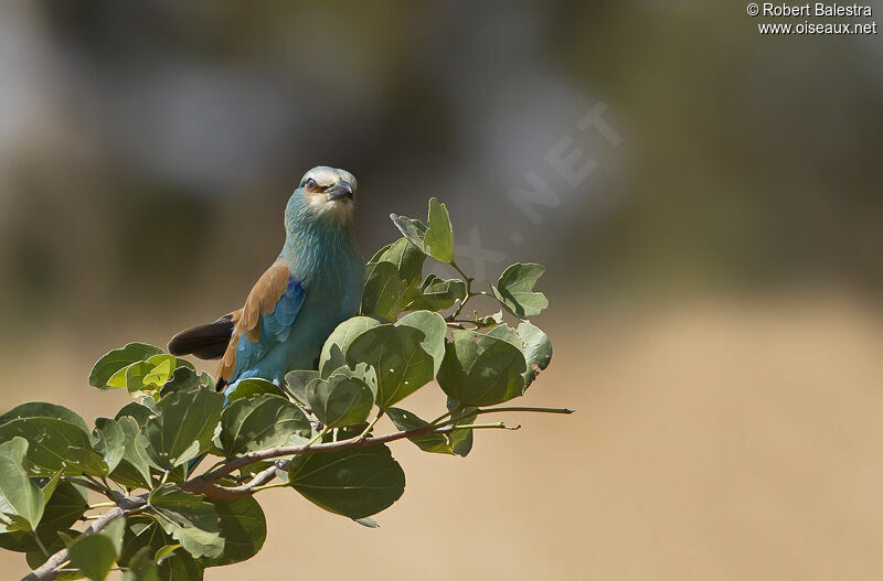 Abyssinian Roller