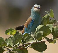 Abyssinian Roller