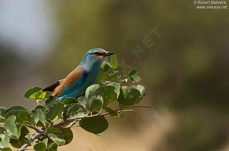 Abyssinian Roller