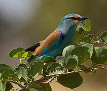 Abyssinian Roller