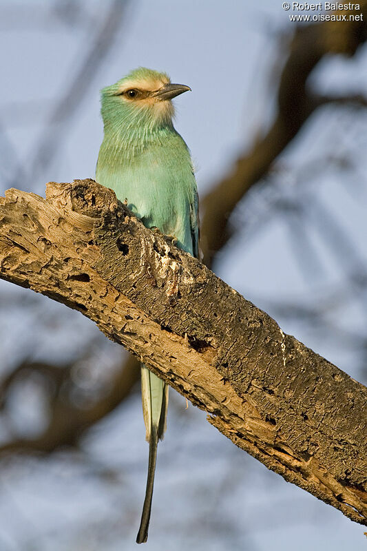 Abyssinian Roller