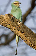 Abyssinian Roller