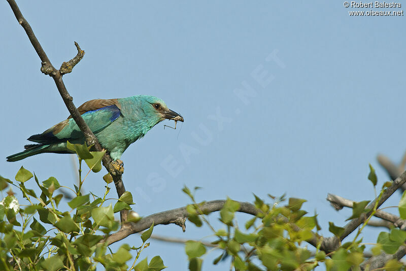 European Roller