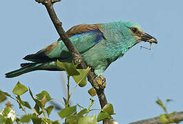 European Roller