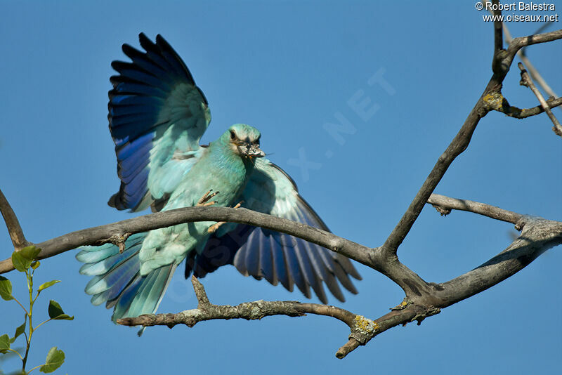 European Roller