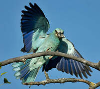 European Roller