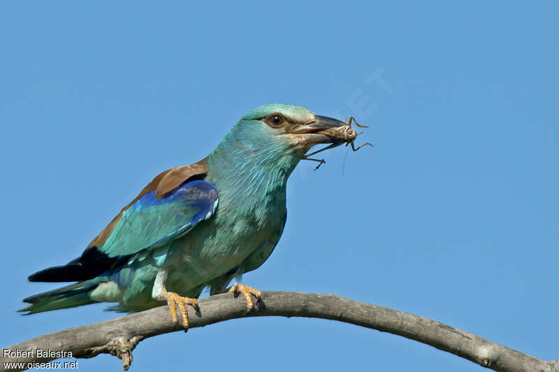 European Rolleradult, feeding habits