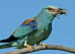 European Roller