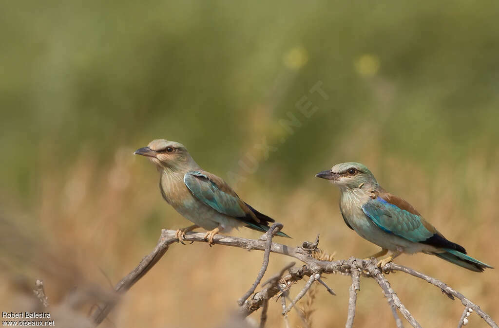 European Roller