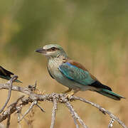 European Roller