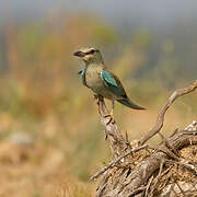 European Roller