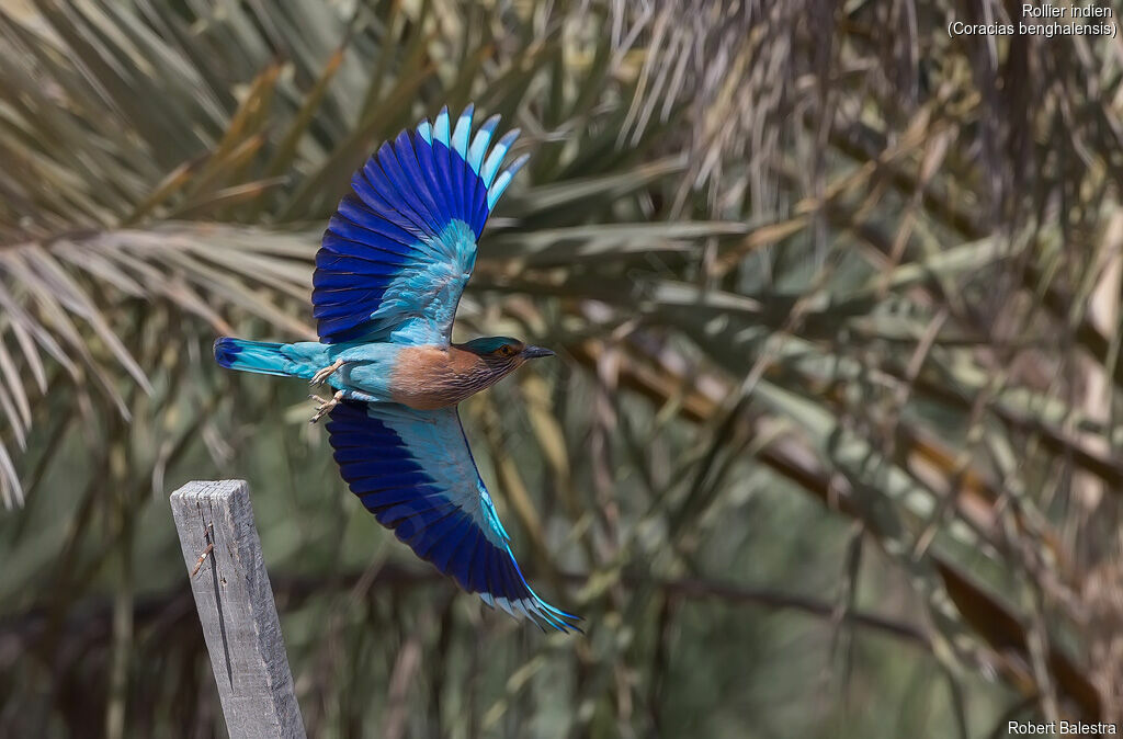 Indian Roller