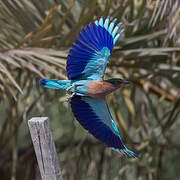 Indian Roller