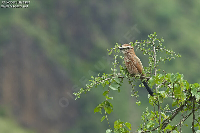 Purple Roller