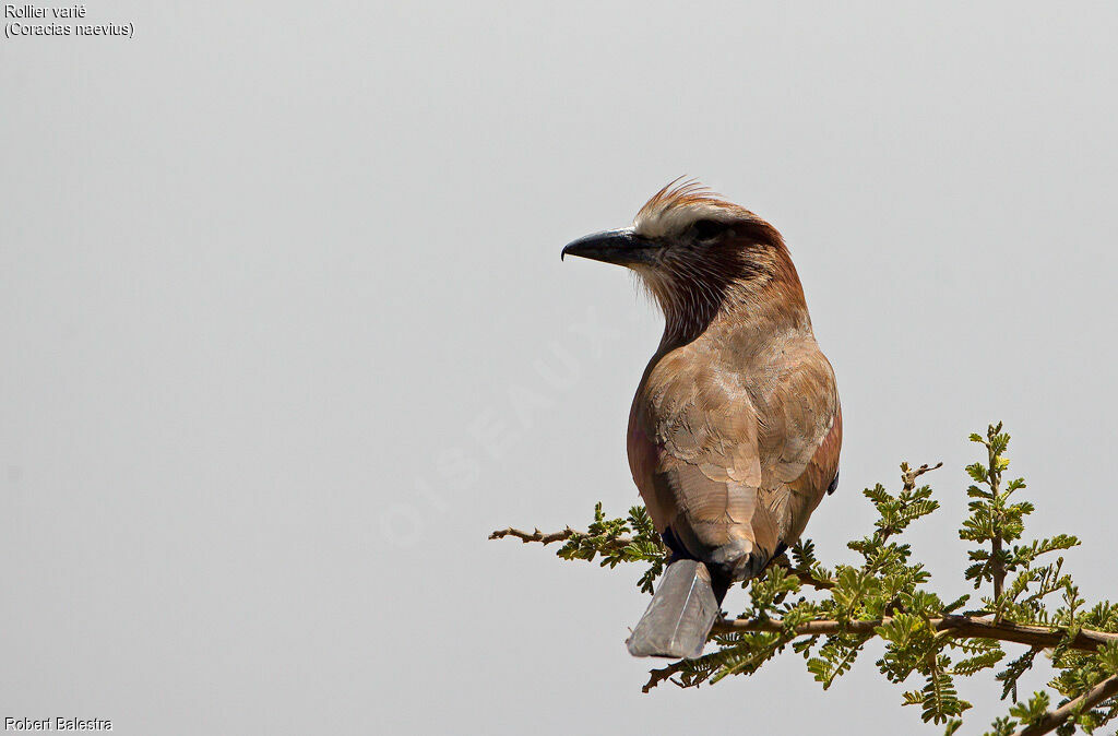 Purple Roller