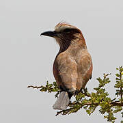 Purple Roller