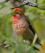 Common Rosefinch