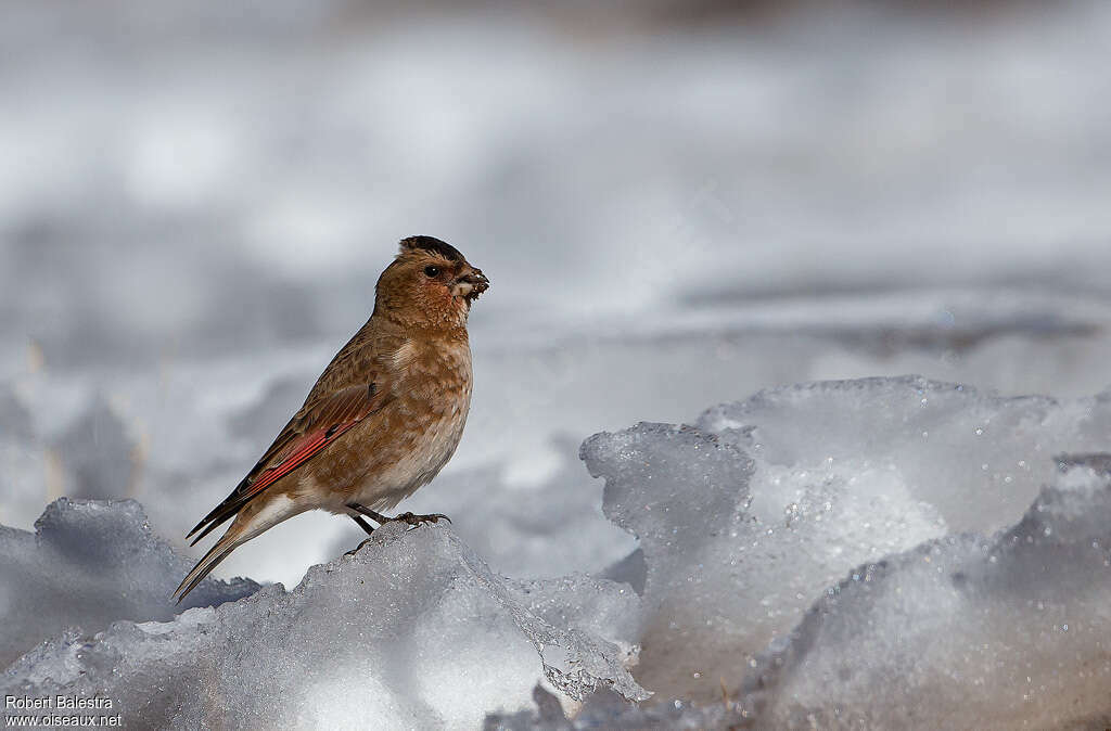 African Crimson-winged Finchadult, identification