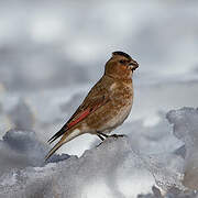 African Crimson-winged Finch