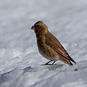 African Crimson-winged Finch