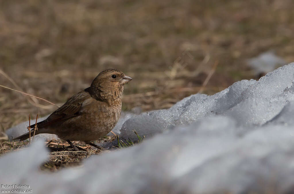 African Crimson-winged Finch, habitat, pigmentation