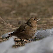 African Crimson-winged Finch